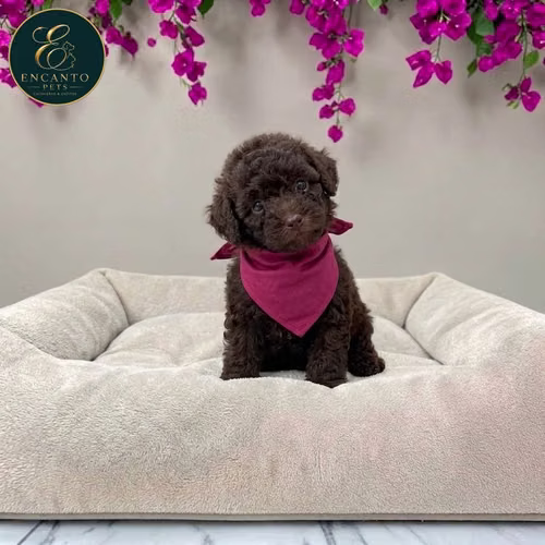 Cachorro FRENCH POODLE CHOCOLATE MINIATURA disponible - Imagen 6