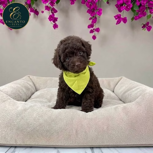 Cachorro FRENCH POODLE CHOCOLATE MINIATURA disponible - Imagen 2