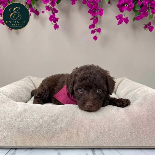 Cachorro FRENCH POODLE CHOCOLATE MINIATURA disponible - Imagen 8