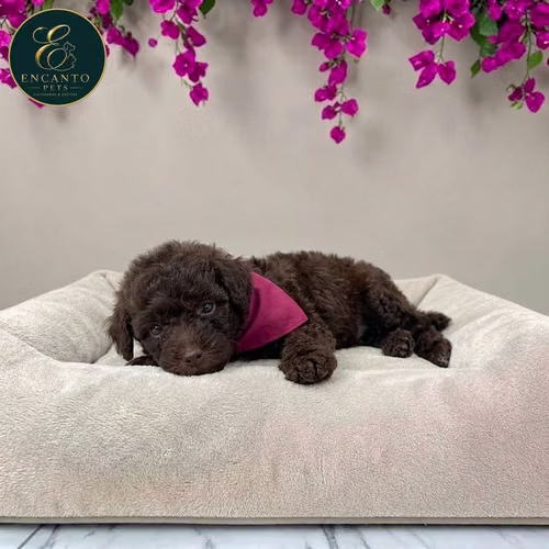 Cachorro FRENCH POODLE CHOCOLATE MINIATURA disponible - Imagen 7