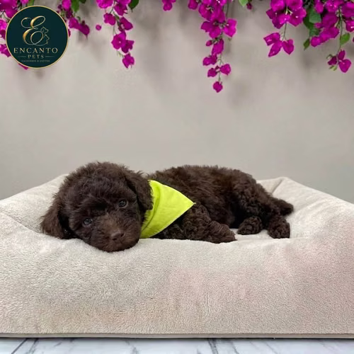 Cachorro FRENCH POODLE CHOCOLATE MINIATURA disponible - Imagen 3