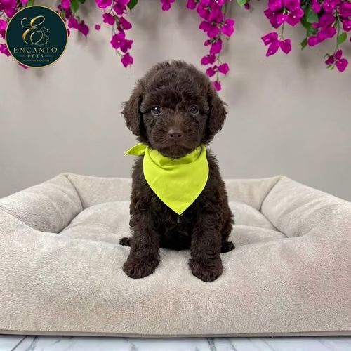 Cachorro FRENCH POODLE CHOCOLATE MINIATURA disponible