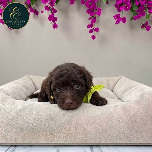 Cachorro FRENCH POODLE CHOCOLATE MINIATURA disponible - Imagen 4