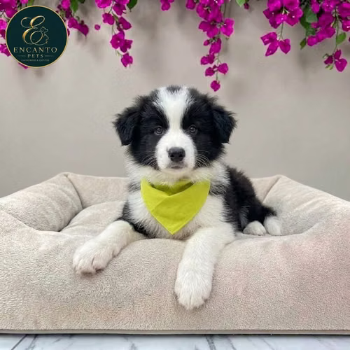 Cachorro BORDER COLLIE TRADICIONAL disponible - Imagen 5