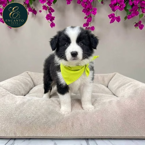 Cachorro BORDER COLLIE TRADICIONAL disponible - Imagen 4