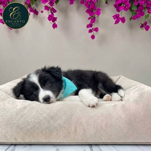 Cachorro BORDER COLLIE TRADICIONAL disponible - Imagen 8