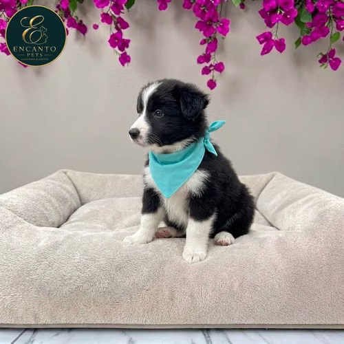 Cachorro BORDER COLLIE TRADICIONAL disponible - Imagen 7