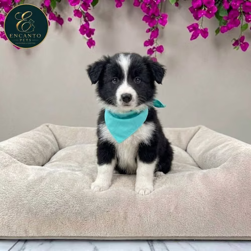 Cachorro BORDER COLLIE TRADICIONAL disponible - Imagen 6