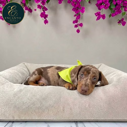 Cachorro Salchicha Miniatura Arlequín Chocolate / Miniature Dachshund Dapple Chocolate disponible - Imagen 7