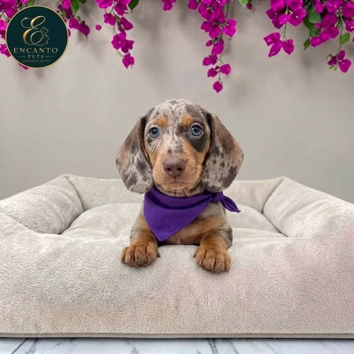 Cachorro Salchicha Miniatura Arlequín Chocolate / Miniature Dachshund Dapple Chocolate disponible - Imagen 4