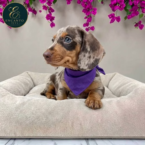 Cachorro Salchicha Miniatura Arlequín Chocolate / Miniature Dachshund Dapple Chocolate disponible