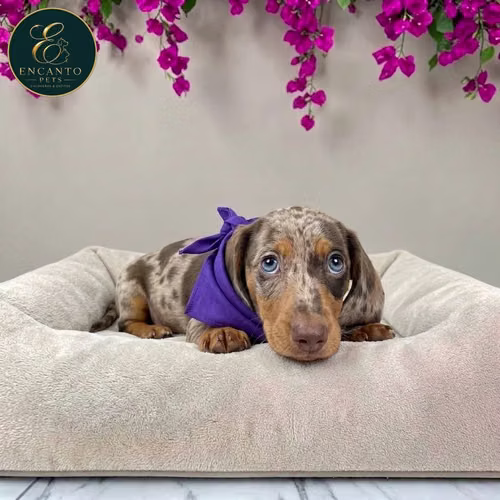Cachorro Salchicha Miniatura Arlequín Chocolate / Miniature Dachshund Dapple Chocolate disponible - Imagen 3