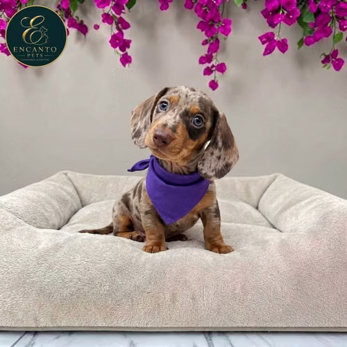 Cachorro Salchicha Miniatura Arlequín Chocolate / Miniature Dachshund Dapple Chocolate disponible - Imagen 2