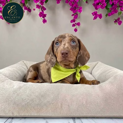 Cachorro Salchicha Miniatura Arlequín Chocolate / Miniature Dachshund Dapple Chocolate disponible - Imagen 8