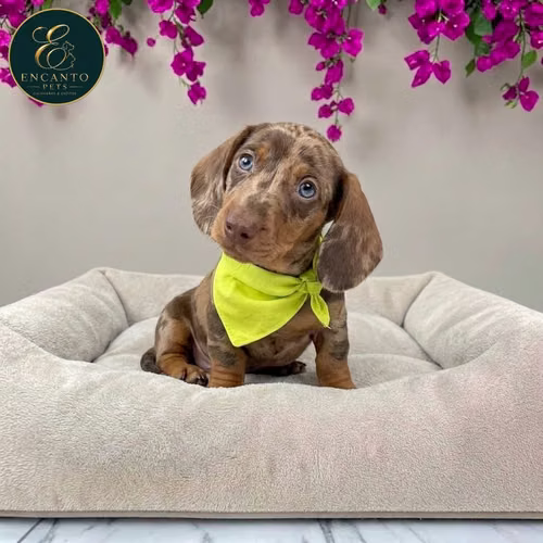 Cachorro Salchicha Miniatura Arlequín Chocolate / Miniature Dachshund Dapple Chocolate disponible - Imagen 6