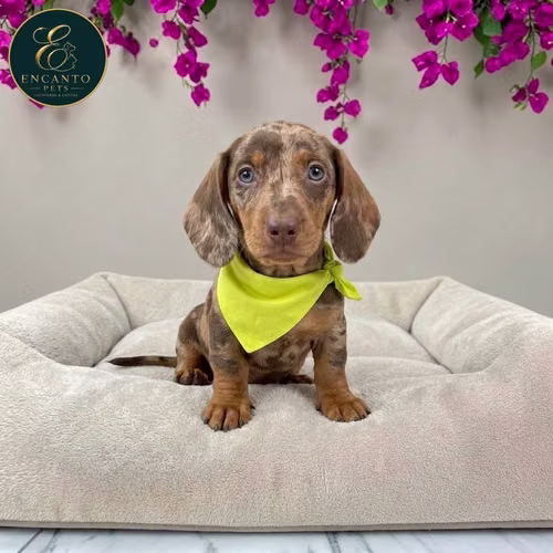Cachorro Salchicha Miniatura Arlequín Chocolate / Miniature Dachshund Dapple Chocolate disponible - Imagen 5