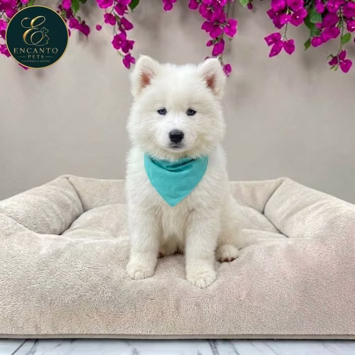 Cachorro HUSKY SIBERIAN disponible - Imagen 7