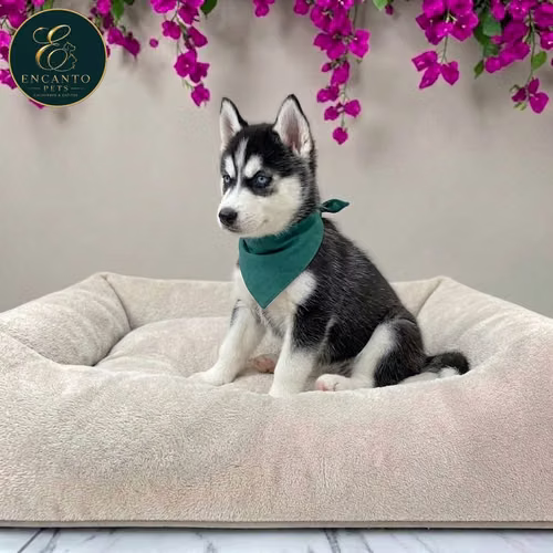 Cachorro HUSKY SIBERIAN disponible - Imagen 3