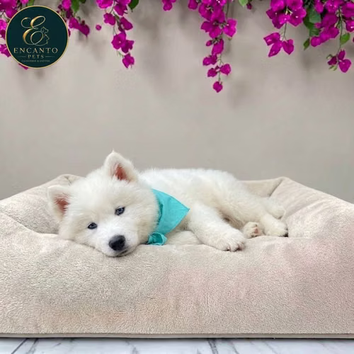 Cachorro HUSKY SIBERIAN disponible - Imagen 8