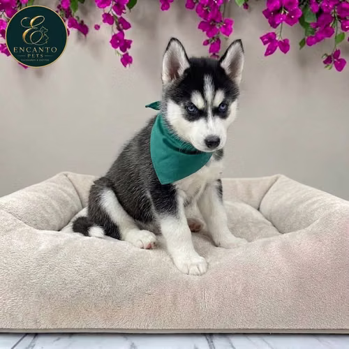 Cachorro HUSKY SIBERIAN disponible - Imagen 2