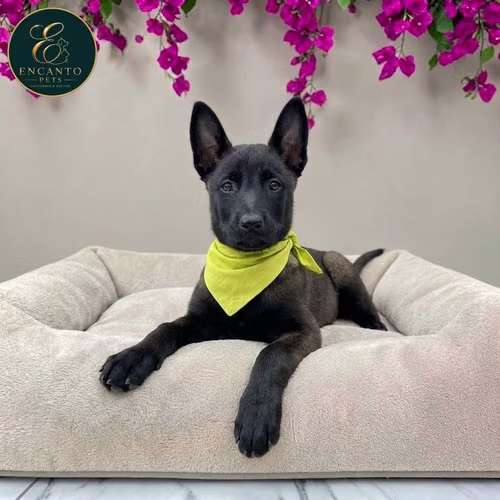 Cachorro PASTOR BELGA MALINOIS disponible - Imagen 5