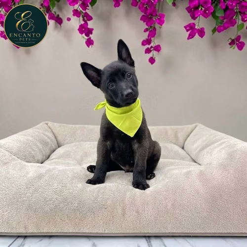 Cachorro PASTOR BELGA MALINOIS disponible - Imagen 2