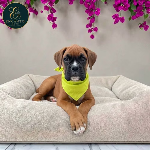 Cachorro BOXER disponible - Imagen 5