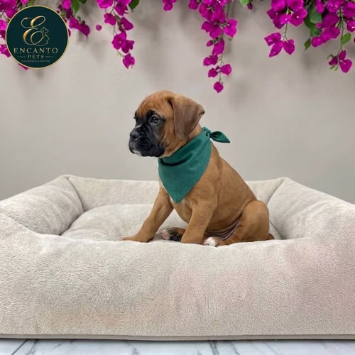 Cachorro BOXER disponible - Imagen 7