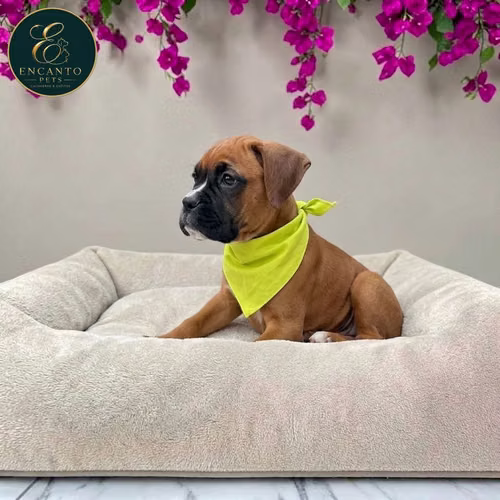 Cachorro BOXER disponible - Imagen 2