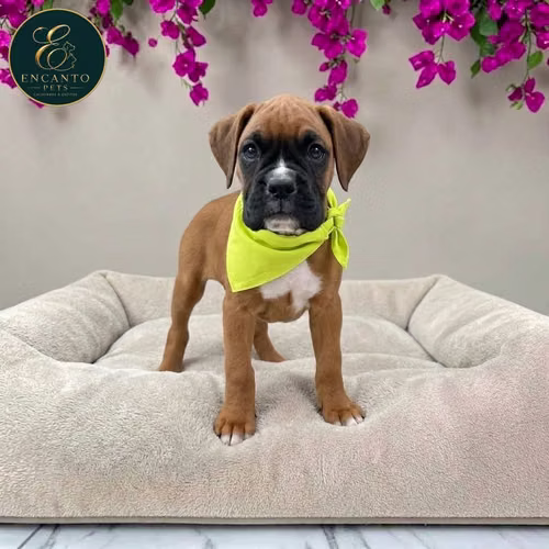 Cachorro BOXER disponible - Imagen 4