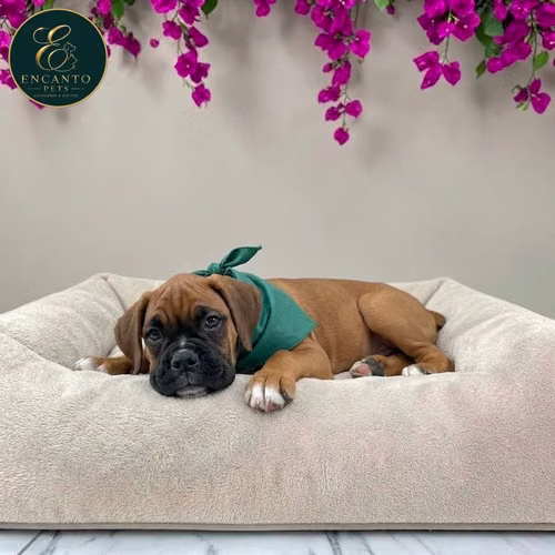 Cachorro BOXER disponible - Imagen 8