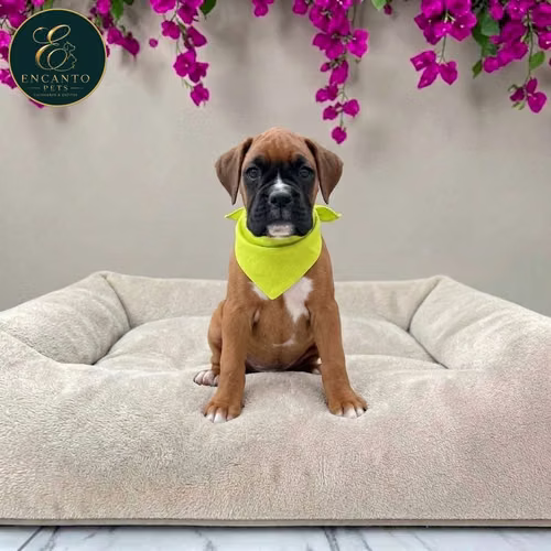 Cachorro BOXER disponible