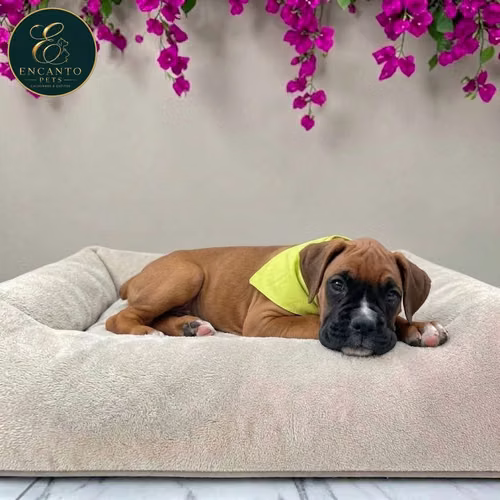 Cachorro BOXER disponible - Imagen 3