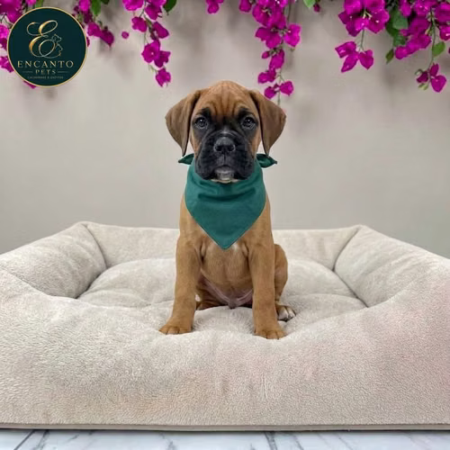 Cachorro BOXER disponible - Imagen 6