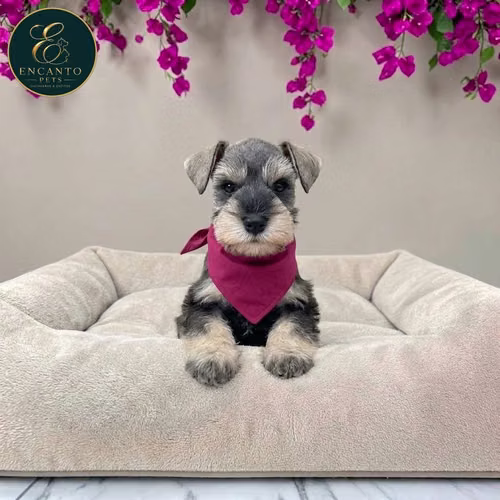 Cachorro Schnauzer Miniatura Salpimienta y Negro / Miniature Schnauzer Salt and Pepper and Black disponible - Imagen 8