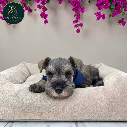 Cachorro Schnauzer Miniatura Salpimienta y Negro / Miniature Schnauzer Salt and Pepper and Black disponible - Imagen 3