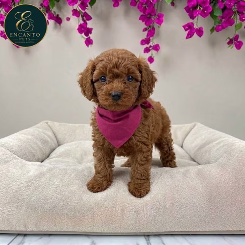 Cachorro FRENCH POODLE RED MINIATURA disponible - Imagen 4