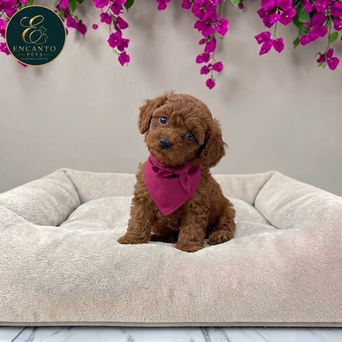 Cachorro FRENCH POODLE RED MINIATURA disponible - Imagen 2