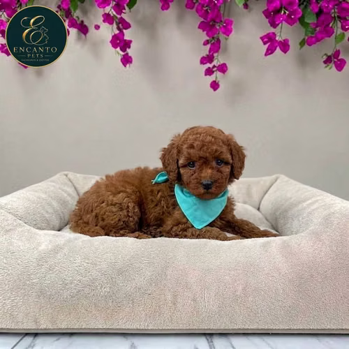 Cachorro FRENCH POODLE RED MINIATURA disponible - Imagen 6