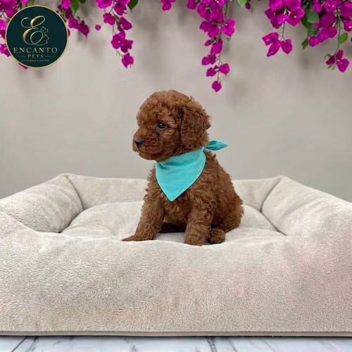 Cachorro FRENCH POODLE RED MINIATURA disponible - Imagen 5