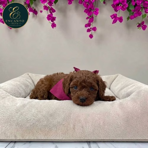 Cachorro FRENCH POODLE RED MINIATURA disponible - Imagen 3