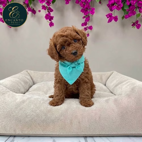 Cachorro FRENCH POODLE RED MINIATURA disponible - Imagen 8