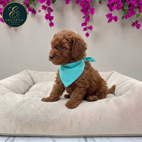 Cachorro FRENCH POODLE RED MINIATURA disponible - Imagen 7