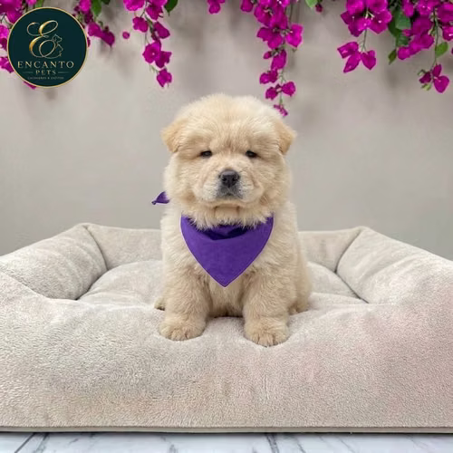 Cachorro CHOW CHOW TRADICIONAL dsponible