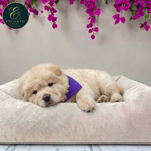 Cachorro CHOW CHOW TRADICIONAL dsponible - Imagen 3