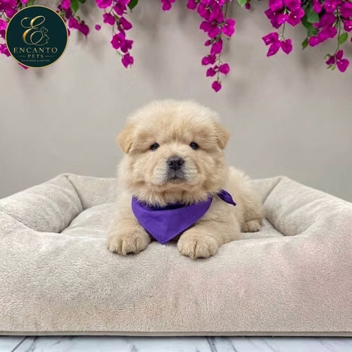 Cachorro CHOW CHOW TRADICIONAL dsponible - Imagen 4