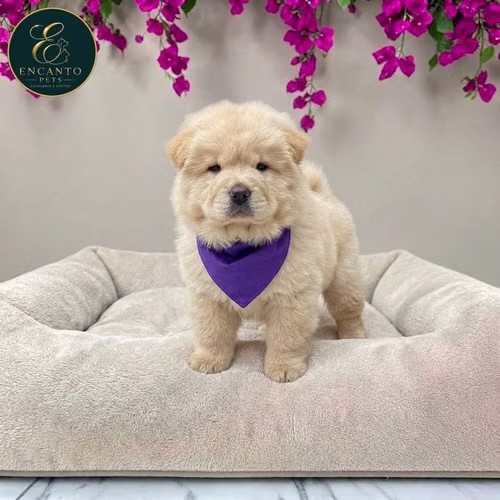 Cachorro CHOW CHOW TRADICIONAL dsponible - Imagen 5