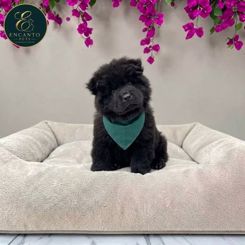 Cachorro CHOW CHOW TRADICIONAL dsponible - Imagen 7