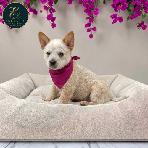 Cachorro BOYERO AUSTRALIANO RED HEELER disponible - Imagen 5