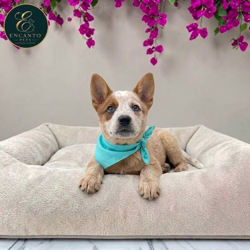 Cachorro BOYERO AUSTRALIANO RED HEELER disponible - Imagen 2